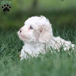 Caroline, Toy Poodle Mix Puppy
